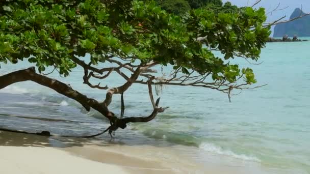 Paraíso Tropical Com Paisagem Deslumbrante Bela Árvore Costa Tailândia Viagens — Vídeo de Stock