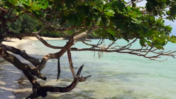 Paisagem Tirar Fôlego Arvoredo Tropical Praia Areia Branca Tailândia Mar — Vídeo de Stock