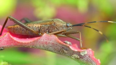 Squash bug insect sitting on blade of green grass. Close-up shot highlights bugs unique features, movement and behavior. Perfect for educational, agricultural or nature-related projects