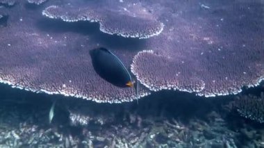 Underwater video of tropical fish among coral reef. Vibrant coral garden seascape captured in the Andaman sea, Thailand. Discover tropical sea fishes in their natural habitat.