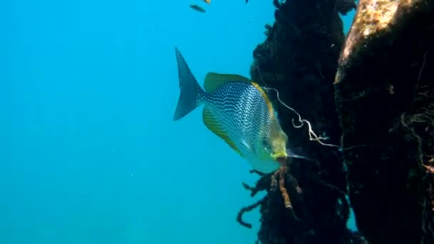 Underwater Video Golden Rabbitfish Eating Some Food Trash Water Snorkeling — Stock video