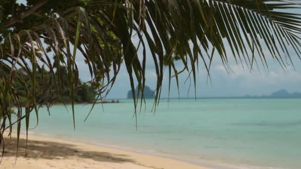 Palm Tree Leaf Beautiful Sea Island Beach Surrounded Unspoiled Nature — 비디오
