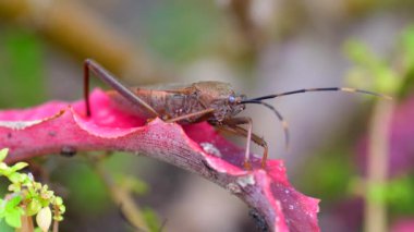 Squash bug insect sitting on blade of green grass. Close-up shot highlights bugs unique features, movement and behavior. Perfect for educational, agricultural or nature-related projects