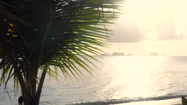 背景に日の出の海とヤシの木の葉 完璧な休暇のための自然のままの海の景色を望む島のビーチ 楽園での熱帯休暇や夏休み — ストック動画