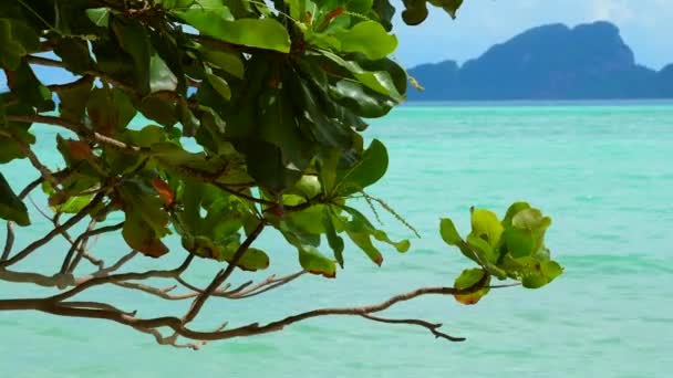 Paisagem Tropical Com Ramo Árvore Verde Mar Azul Turquesa Fundo — Vídeo de Stock