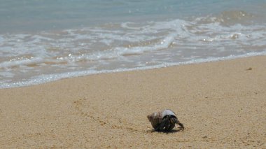 Keşiş yengeci kumlu sahili keşfediyor. Arka planda güzel deniz kabuğu ve okyanus dalgaları var. Tatlı kabuklu deniz hayvanı sahilde eğleniyor..