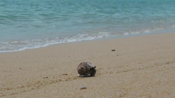 Krab Pustelnik Spacery Plaży Piasku Tła Morskiego Słodki Krab Pustelnik — Wideo stockowe
