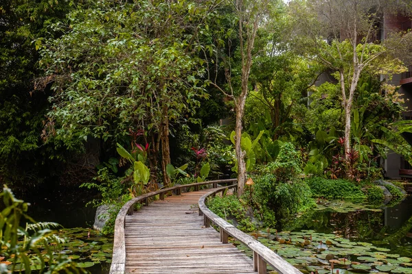Piękny Drewniany Most Wśród Lasów Tropikalnych Wspaniały Widok Zielone Liście — Zdjęcie stockowe