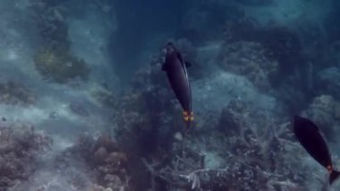 Orangespine unicornfish mercan resiflerinin arasında yüzer. Andaman Denizi, Tayland 'da sualtı tropikal balıkları.