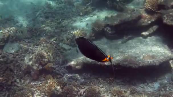 Mercan Bahçesinde Yüzen Tropikal Balıkların Sualtı Videosu Tayland Andaman Denizi — Stok video