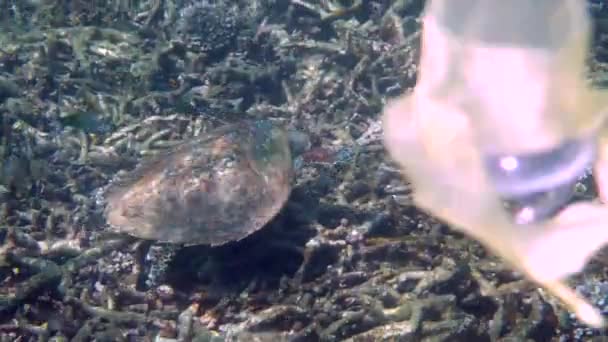 用塑料袋和杯子与海龟在蓝色海水中漂流 在水下拍摄海洋污染生态问题照片 对包括海龟 珊瑚和鱼类在内的海洋野生动物的危害 — 图库视频影像