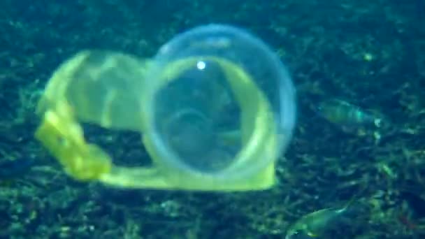 Пластиковый Мешок Чашка Плавающие Океанской Воде Рыбой Коралловым Рифом Заднем — стоковое видео