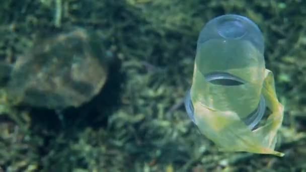 Μια Πλαστική Σακούλα Και Κύπελλο Επιπλέουν Μεταξύ Των Κοραλλιογενών Υφάλων — Αρχείο Βίντεο