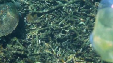 Deniz kaplumbağaları, balıklar ve diğer deniz yaban hayatının doğal ortamını tehlikeye atan plastik bir çöp torbası ve kapla birlikte su altı kirliliği. Derin mavi okyanus, sorunun ciddiyetini vurguluyor..