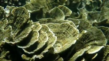 Tayland mercan resiflerine dalarak okyanusun güzelliğini keşfedin. Sualtı sahnesi, doğal olarak alışılmadık bir çiçek şeklindeki mercanlar, tuzlu su ekosistemi..