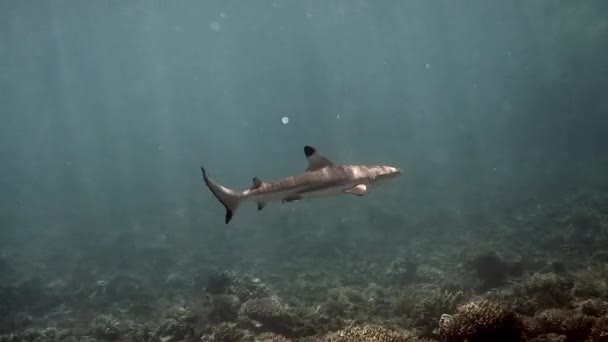 Unterwasservideo Zeigt Einen Schwarzspitzenriffhai Der Anmutig Zwischen Lebendigen Korallenriffen Tropischen — Stockvideo