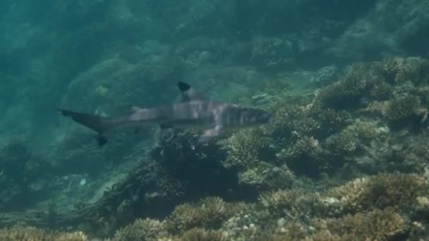 Tropikal Denizin Derinliklerine Dalın Mercan Resiflerinde Süzülen Bir Resif Köpekbalığının — Stok video