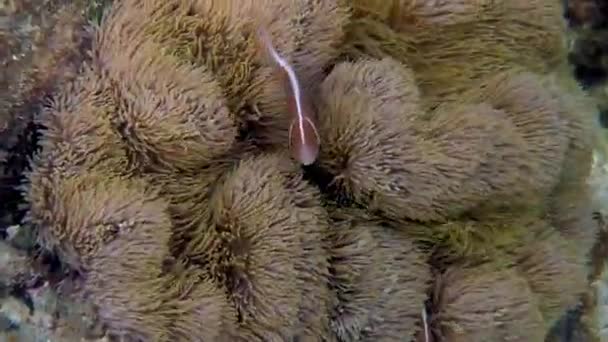 Πολύχρωμα Ψάρια Κλόουν Κολυμπούν Ανάμεσα Στον Ζωντανό Κοραλλιογενή Ύφαλο Και — Αρχείο Βίντεο