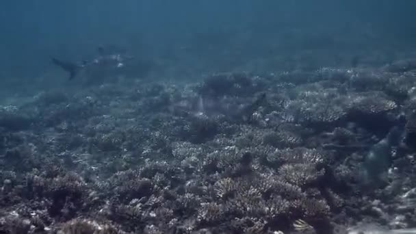 Blacktip Reef Shark Sualtı Videosu Tropikal Denizdeki Mercan Resifleri Arasında — Stok video