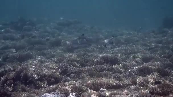Blacktip Reef Shark在热带海珊瑚礁之间游泳的水下录像 水下有光线 高渡岛 野生生物 — 图库视频影像