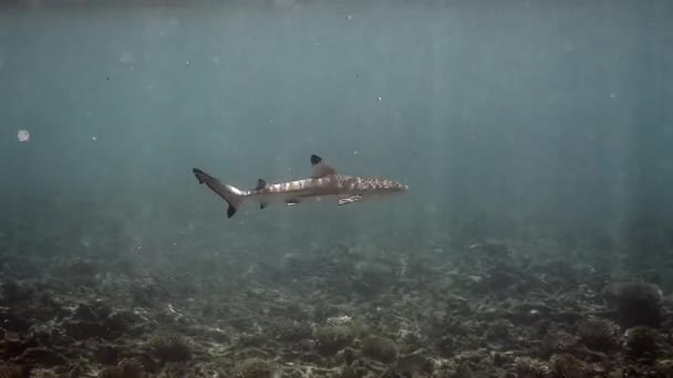 两个Blacktip Reef Shark在热带海珊瑚礁之间游泳的水下录像 水下有光线 高渡岛 野生生物 — 图库视频影像