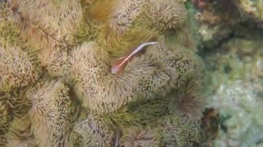 Hem sert hem de yumuşak mercanlarla süslenmiş bir mercan resifinin sualtı manzarası. Bu canlı deniz ortamında büyüleyici deniz şakayıklarını ve palyaço balıklarını keşfedin..