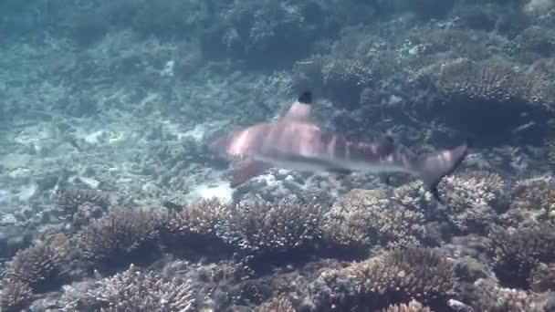 Unterwasservideo Von Blacktip Reef Shark Beim Schwimmen Zwischen Korallenriffen Tropischen — Stockvideo