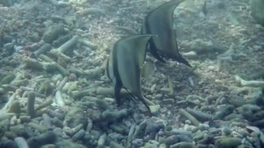 Bir çift Platax teira balığı gibi sualtı dünyası mercan resiflerinde zarifçe yüzüyor. Tayland 'daki Koh Tao adasının derin sularındaki deniz ekosisteminin biyolojik çeşitliliği ve güzelliği.