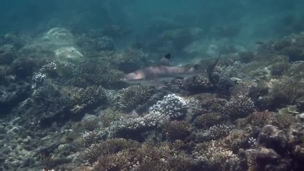 ブラックティップリーフの水中ビデオ水中の光線で熱帯海のサンゴ礁の間でサメの水泳をします タオ島 野生の自然 — ストック動画