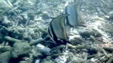 Tayland Körfezi 'nin deniz yaşamı, su altı videosu. Platax teira olarak bilinen bir çift uzun yüzgeçli yarasa balığının kristal berrak sularda mercan resifi yakınlarında süzülüşünü izleyin.