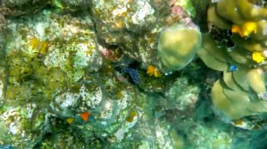 Tayland 'daki Koh Tao adasındaki resifte küçük, güzel, çıplak Phyllidiella zencisi. Küçük deniz canlılarının sualtı videosu..