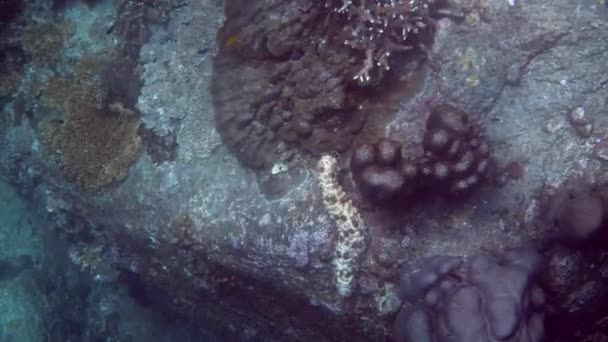 Μαύρο Και Άσπρο Αγγούρι Πάνω Βράχο Υποβρύχια Βίντεο Της Θαλάσσιας — Αρχείο Βίντεο