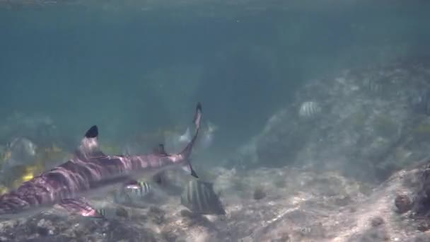 Unterwasservideo Von Blacktip Reef Shark Beim Schwimmen Zwischen Korallenriffen Tropischen — Stockvideo