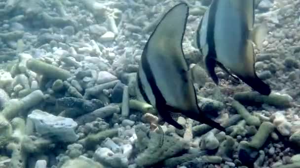 Підводне Відео Довгої Морської Риби Плаває Біля Коралового Рифу Пара — стокове відео