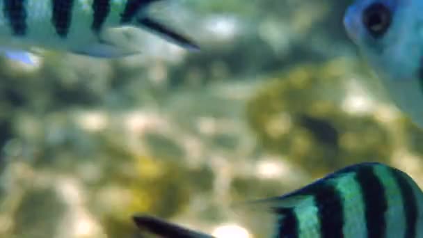 大鱼上士在五彩斑斓的礁石中游泳 海洋动物在自然栖息地的水下拍摄 水底珊瑚礁内黄鱼和蓝鱼的闭塞情况 — 图库视频影像