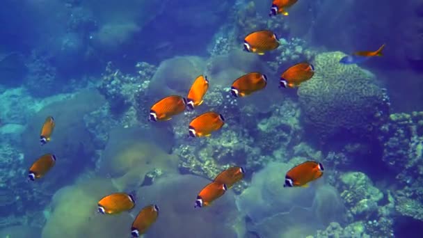 Skolan Ljusa Gula Fjärilsfiskar Simmar Graciöst Genom Undervattens Hav Marint — Stockvideo