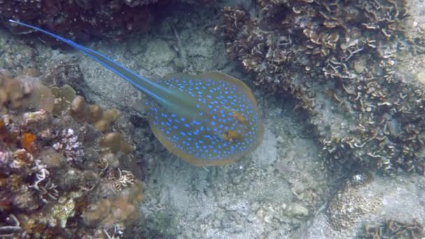 Anmutig Schwimmt Der Blaufleck Stachelrochen Zwischen Korallenriffen Der Unterwasserwelt Schönheit — Stockvideo