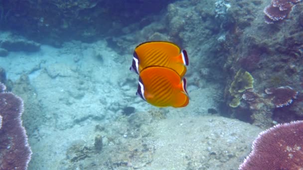Butterflyfish Colorido Nadar Coluna Água Vida Subaquática Oceano Conceito Biodiversidade — Vídeo de Stock