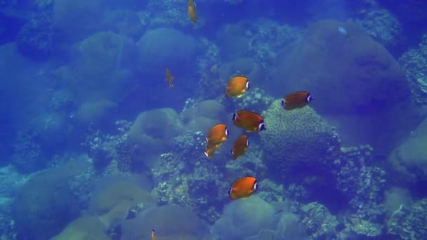 Scuola Pesce Farfalla Giallo Con Grazia Nuotare Nell Oceano Ricca — Video Stock