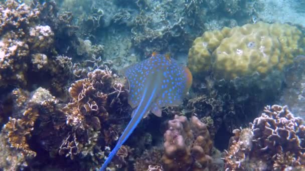 Modrý Rejnok Klouzající Tropickými Vodami Elegantní Pohyb Pulzující Skvrnitý Vzor — Stock video