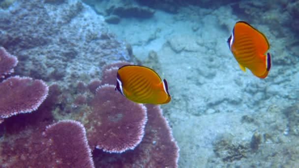 Půvabné Motýlí Ryby Zářivými Žlutými Odstíny Plavou Vodě Oceány Pod — Stock video