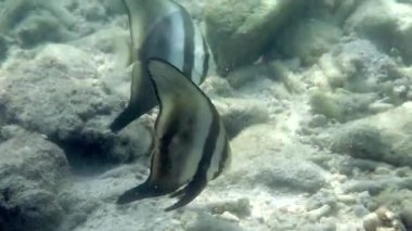 Mercan resifinin yakınlarında yüzen uzun yüzgeçli yarasa balıklarının sualtı videosu. Tayland Körfezi 'ndeki Koh Tao adasında bir çift Platax teira balığı. Şnorkelle yüzmek ya da dalmak. Suyun altında vahşi hayatın tadını çıkar..