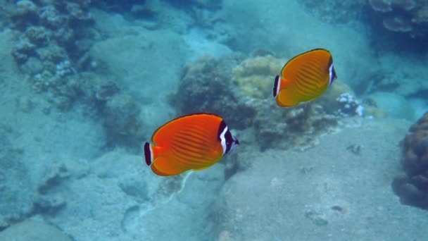 Pomalu Plavat Žlutý Motýl Vodě Podmořský Život Oceánu Krása Vodních — Stock video