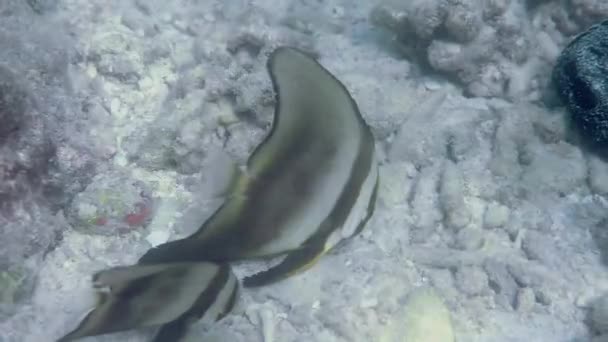 Морське Життя Тайській Затоці Підводне Відео Дивіться Пара Довгоплавних Риб — стокове відео