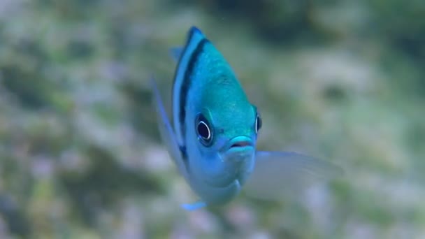 Sumérgete Profundamente Océano Para Presenciar Belleza Del Arrecife Coral Tropical — Vídeo de stock