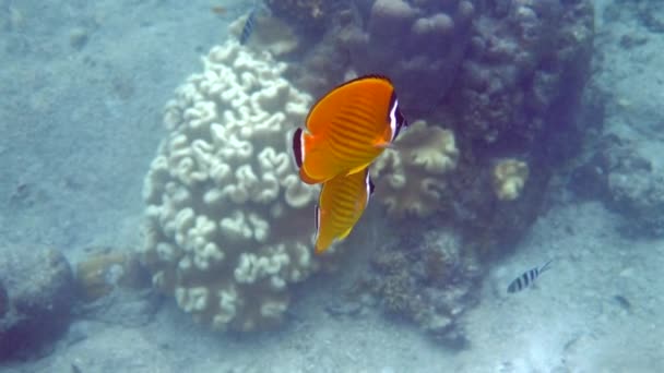 Los Peces Mariposa Amarillos Nadan Agua Parte Vida Submarina Océano — Vídeo de stock