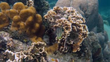 Renkli tropikal balıklar derin mavi denizin canlı mercan resiflerinde zarifçe yüzerler. Suyun altındaki yaşamın egzotik güzelliğini keşfedin. Tropikal kelebek balıkları doğal ortamlarında