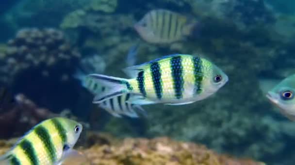 Ikan Tropis Berenang Perairan Biru Kehidupan Liar Bawah Laut Ekosistem — Stok Video