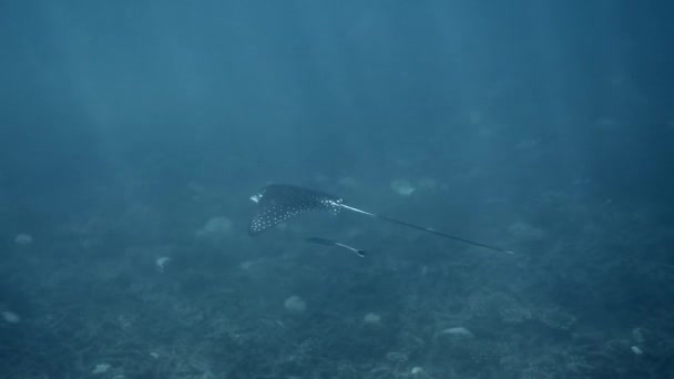 斑点鹰的光芒优雅地在泰国高涛的蓝色海水中游动 潜水时体验海洋生物的美丽 — 图库视频影像
