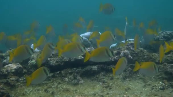 Barevná Podmořská Škola Ryb Plave Mezi Živými Korály Tropickém Oceánu — Stock video